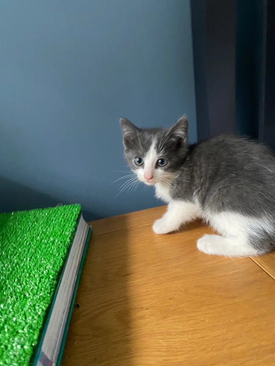 Kittens - Image 4