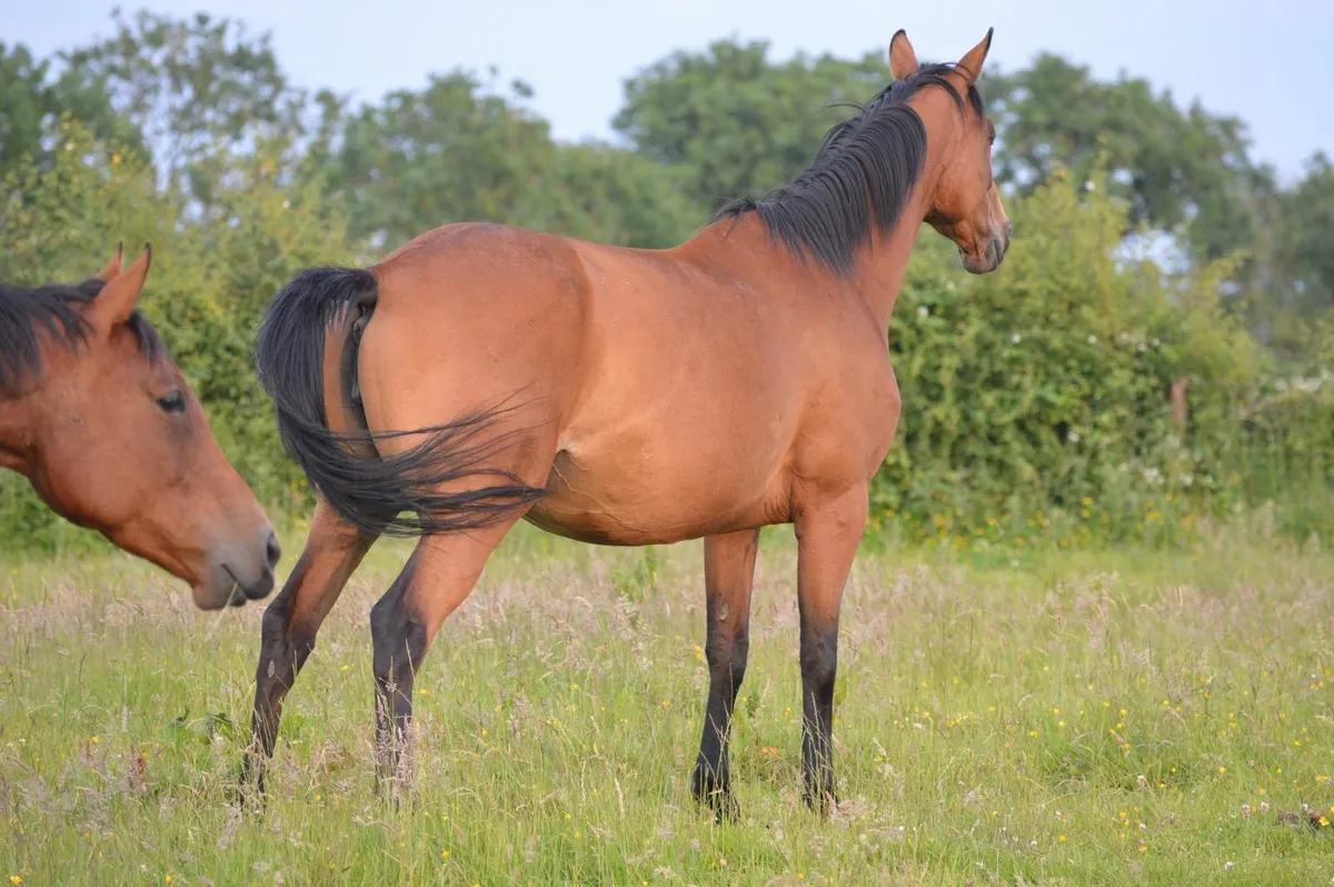Broodmare - Image 2