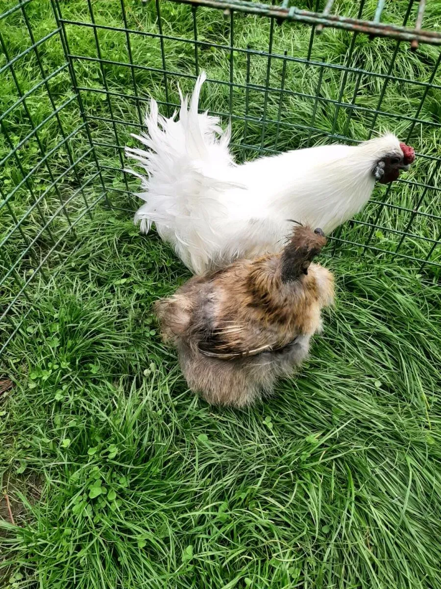 Silkie bantams - Image 1