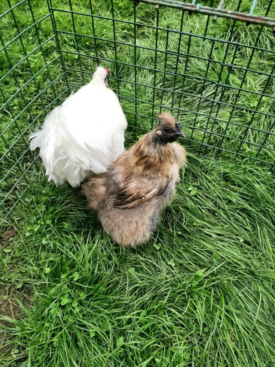 Silkie bantams - Image 2