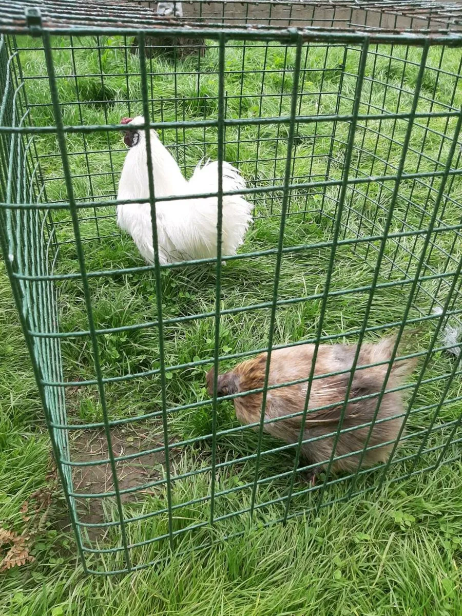 Silkie bantams - Image 3