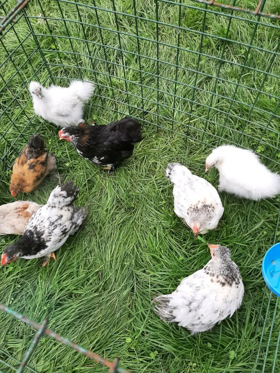 Silkie bantams - Image 4
