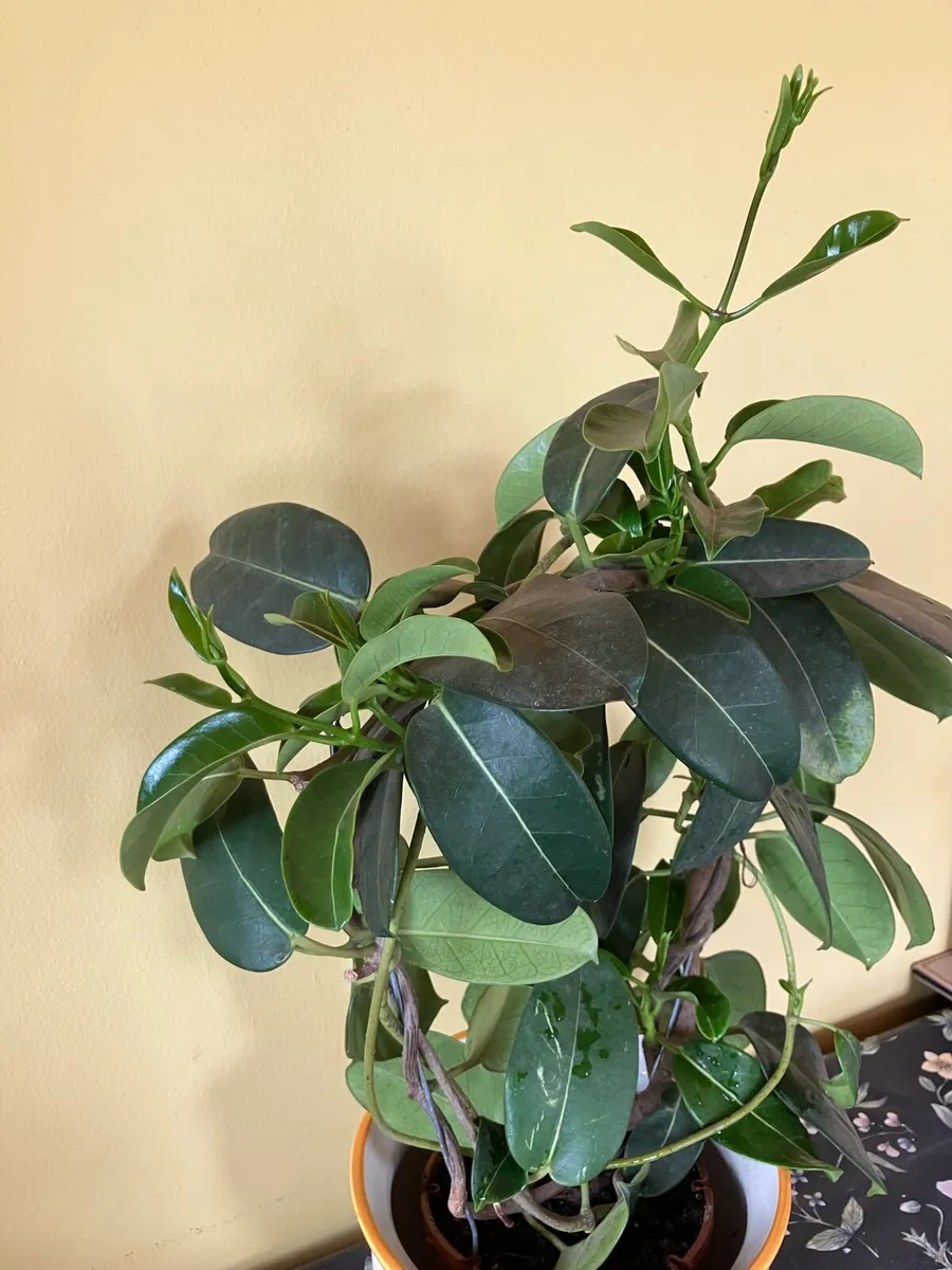 Jasmine plant on a hoop decorative pot included - Image 2