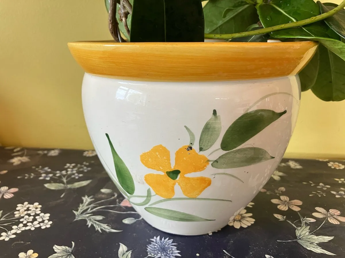 Jasmine plant on a hoop decorative pot included - Image 3