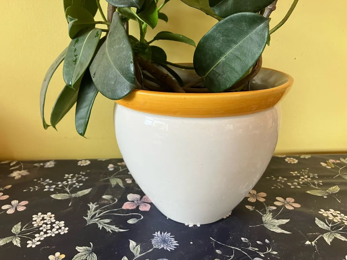 Jasmine plant on a hoop decorative pot included - Image 4
