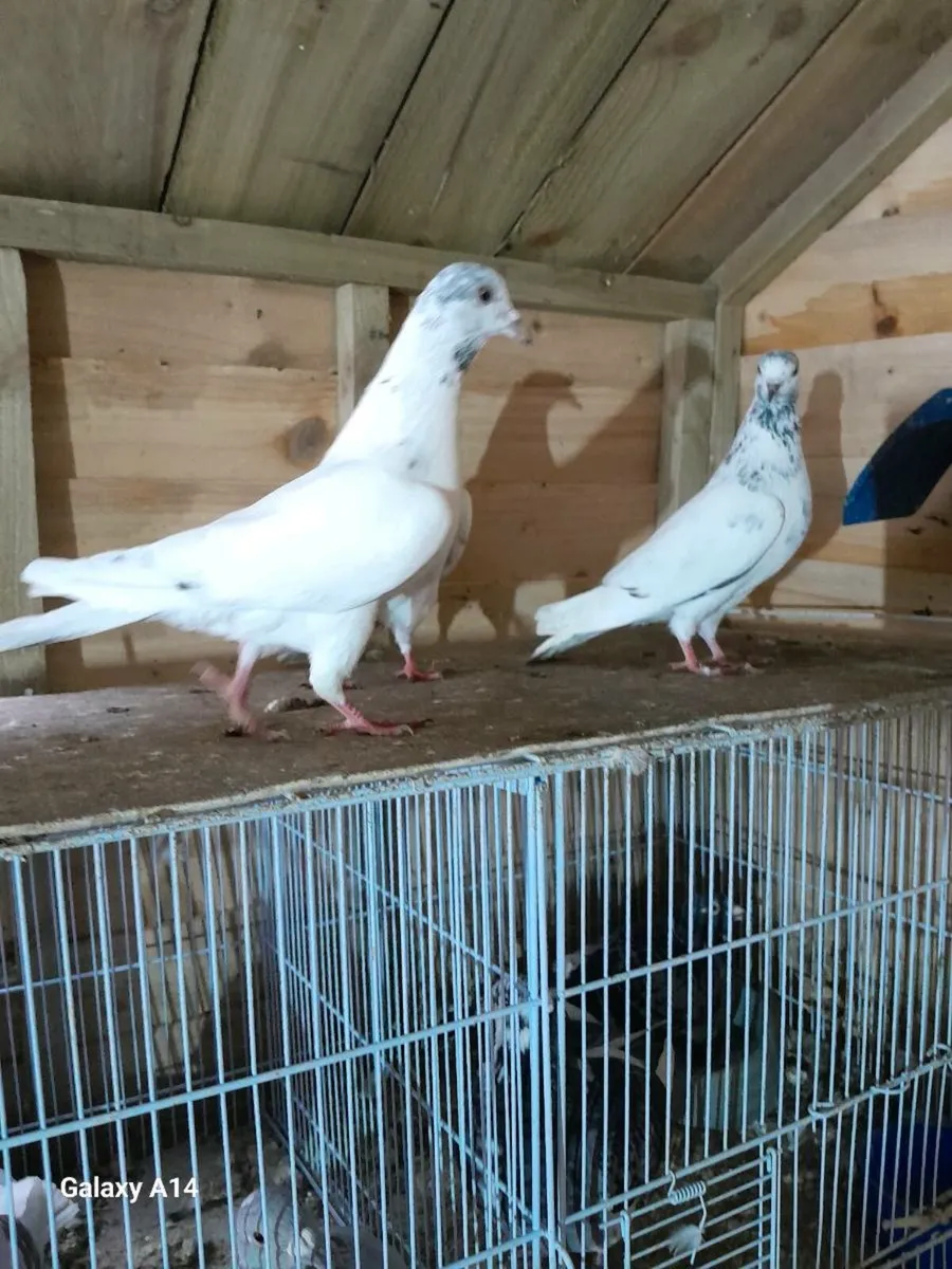 High flyer pigeons - Image 1
