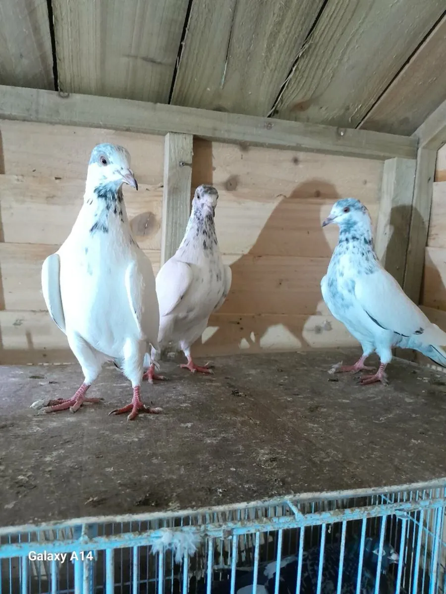 High flyer pigeons - Image 2
