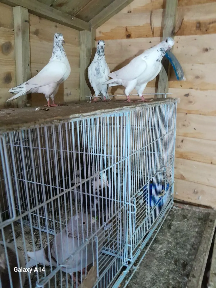 High flyer pigeons - Image 3