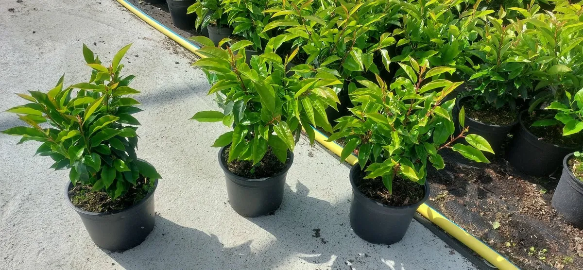 Portuguese Laurel - Image 1