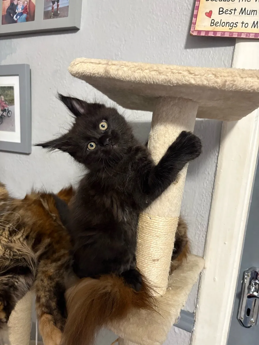 Maine Coon Kittens *One Boy Left* - Image 2