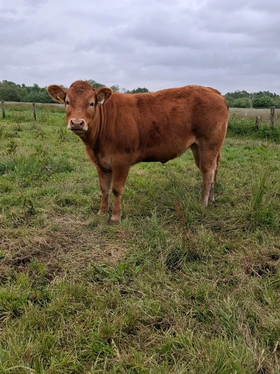 Pbr limousin heifers - Image 1