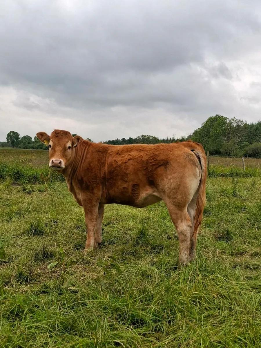 Pbr limousin heifers - Image 3