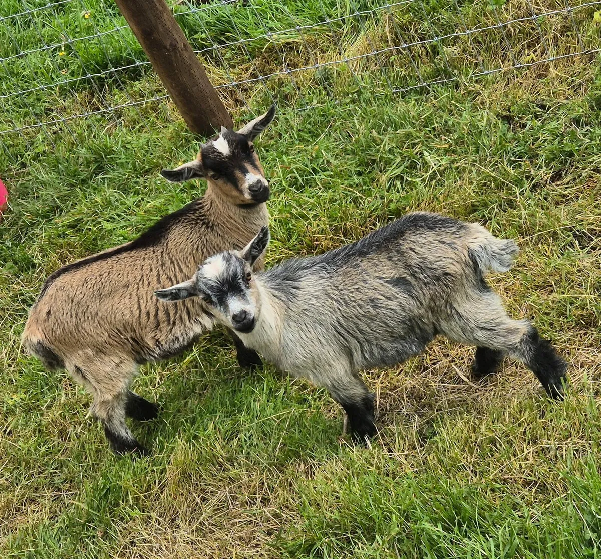 Pygmy goats - Image 1