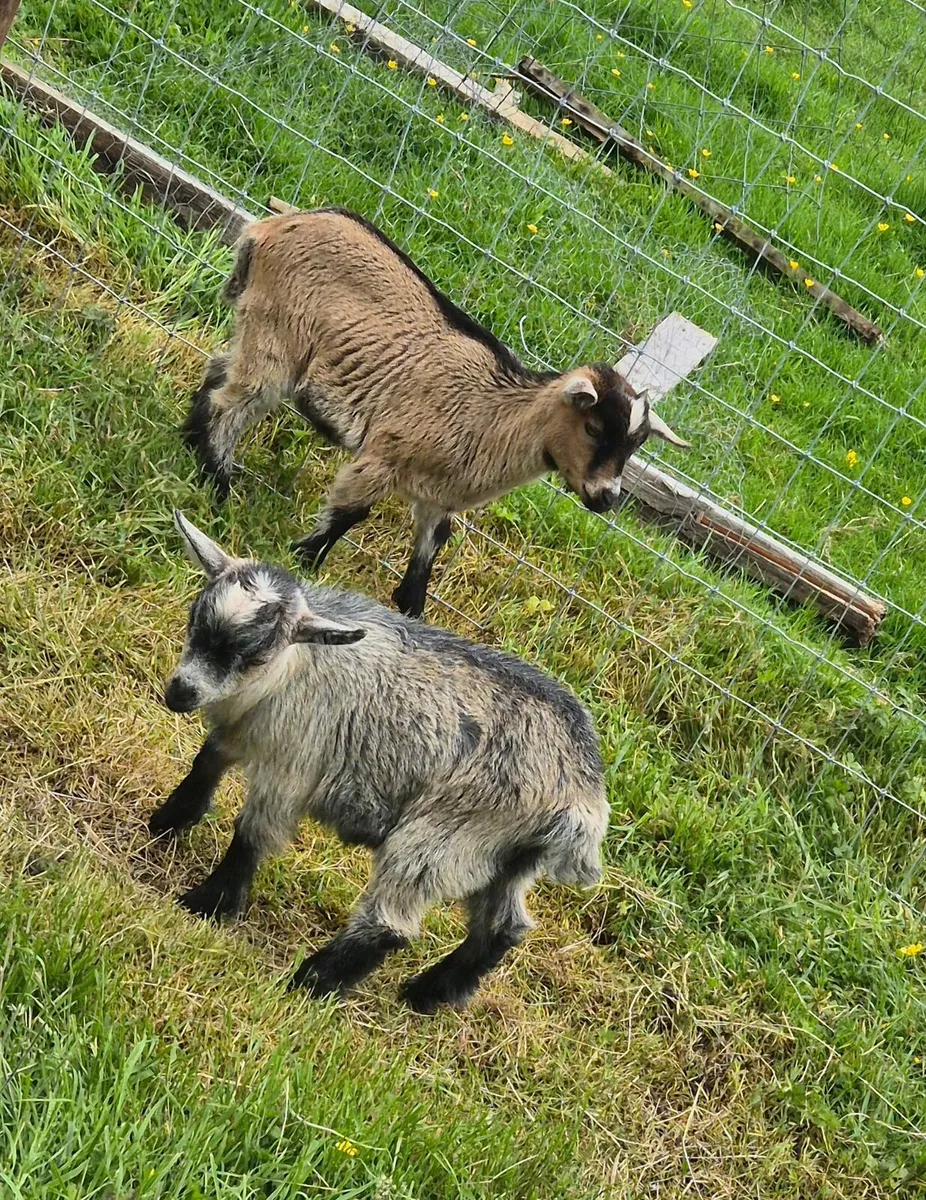 Pygmy goats - Image 2