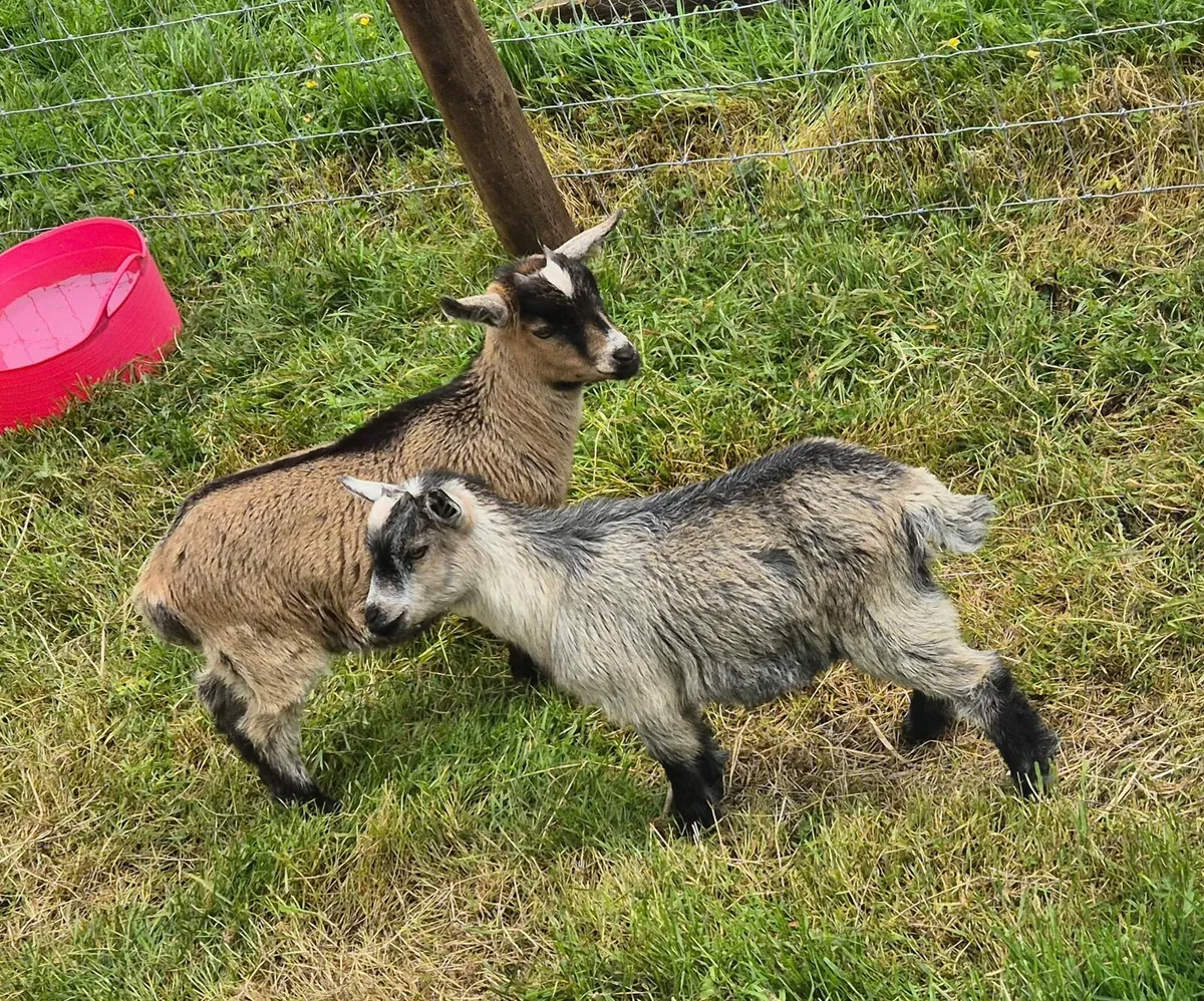 Pygmy goats - Image 3