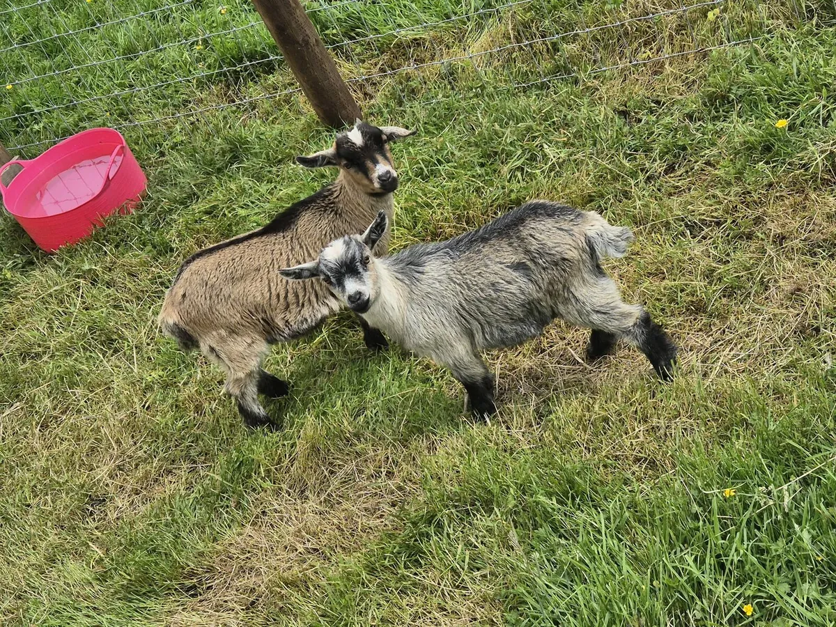 Pygmy goats - Image 4