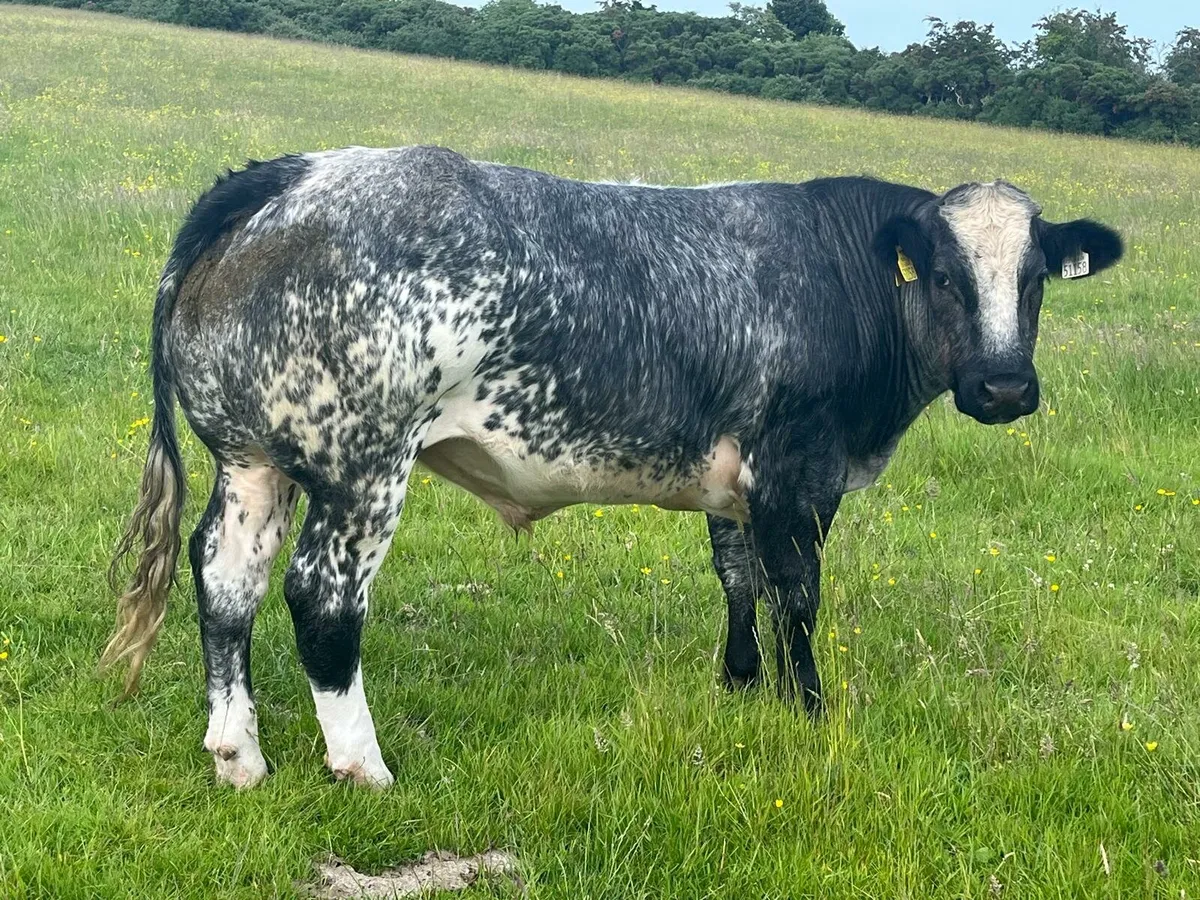 Belgian Blue Bullocks Enniscorthy Mart 17th June - Image 1