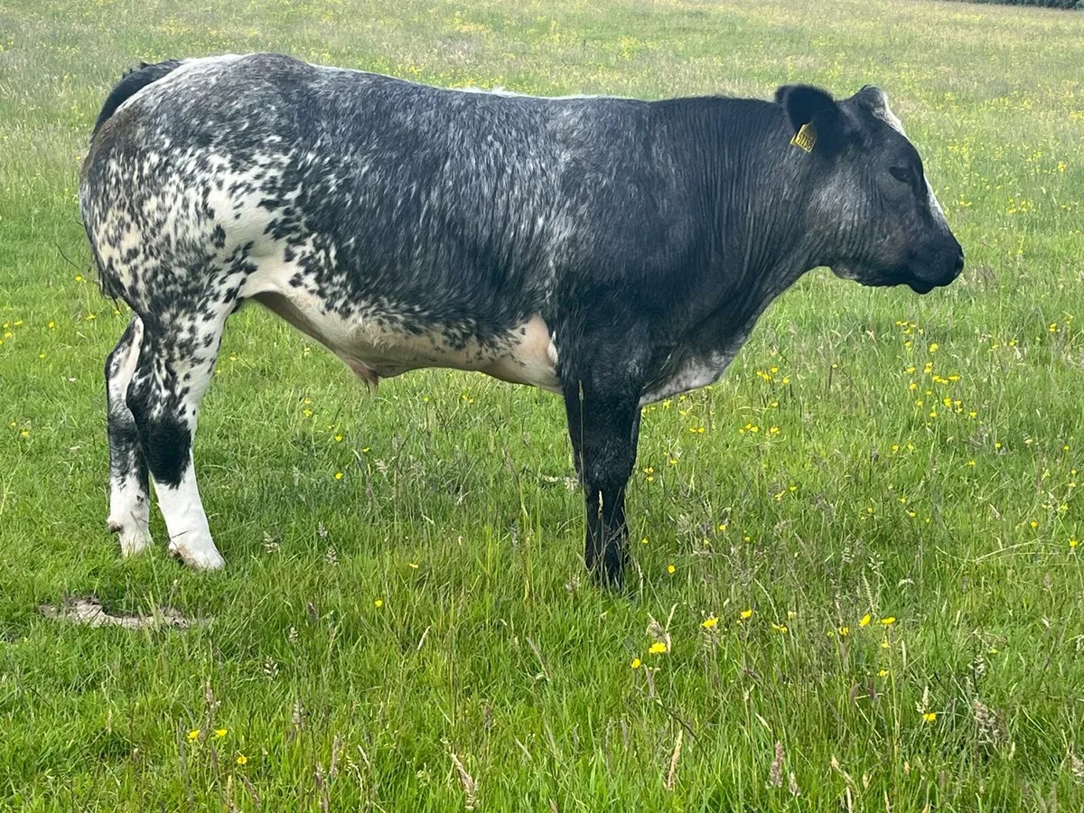 Belgian Blue Bullocks Enniscorthy Mart 17th June - Image 2