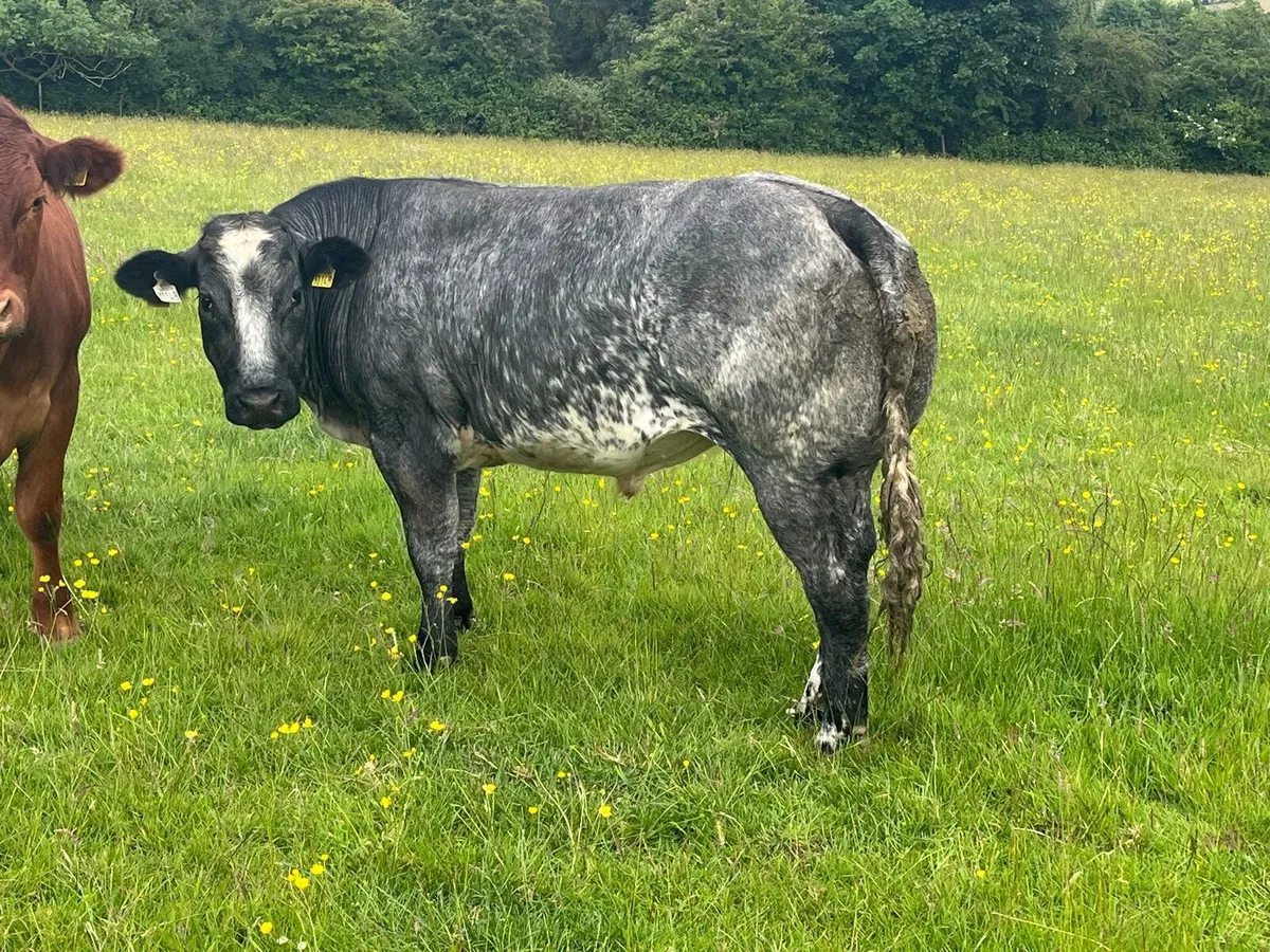 Belgian Blue Bullocks Enniscorthy Mart 17th June - Image 3