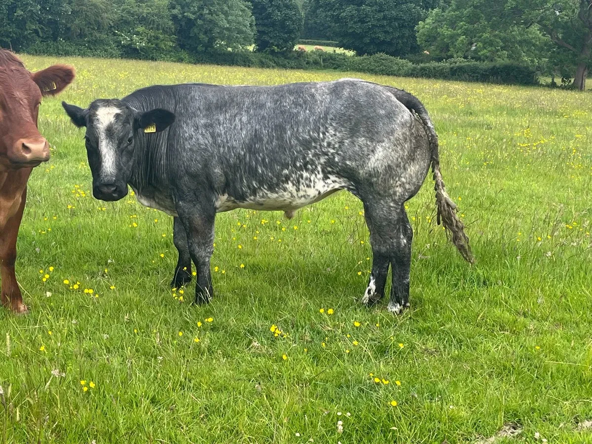 Belgian Blue Bullocks Enniscorthy Mart 17th June - Image 4