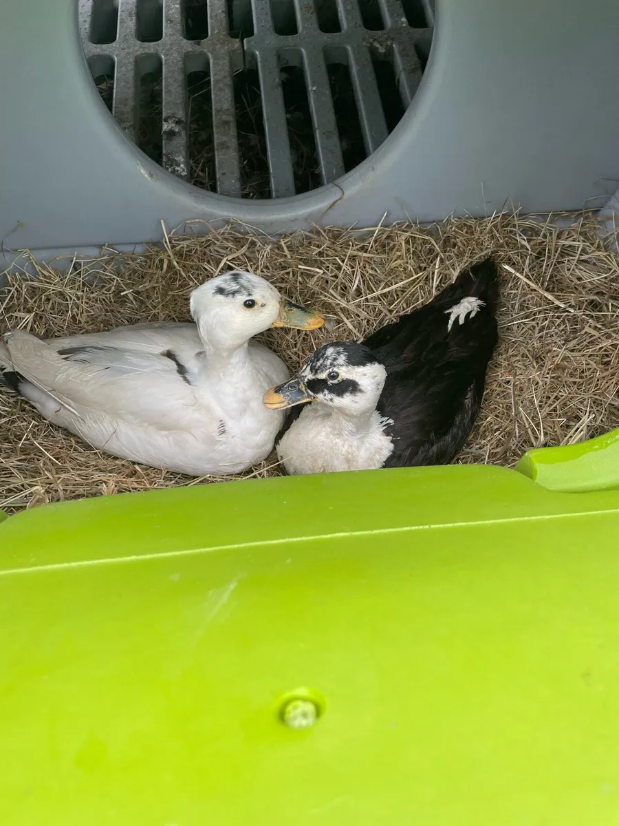 Looking for Call duck pairs white