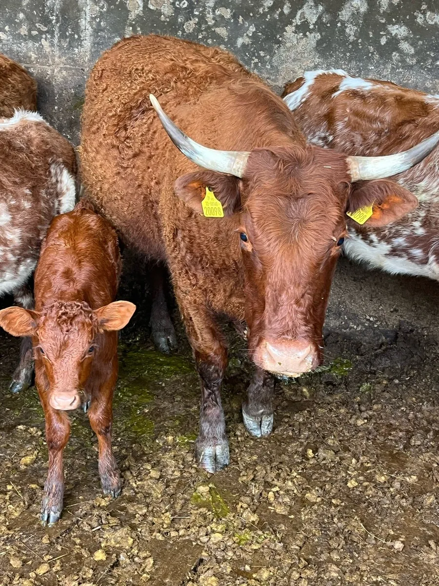 PBNR SALER & CALF - Image 1
