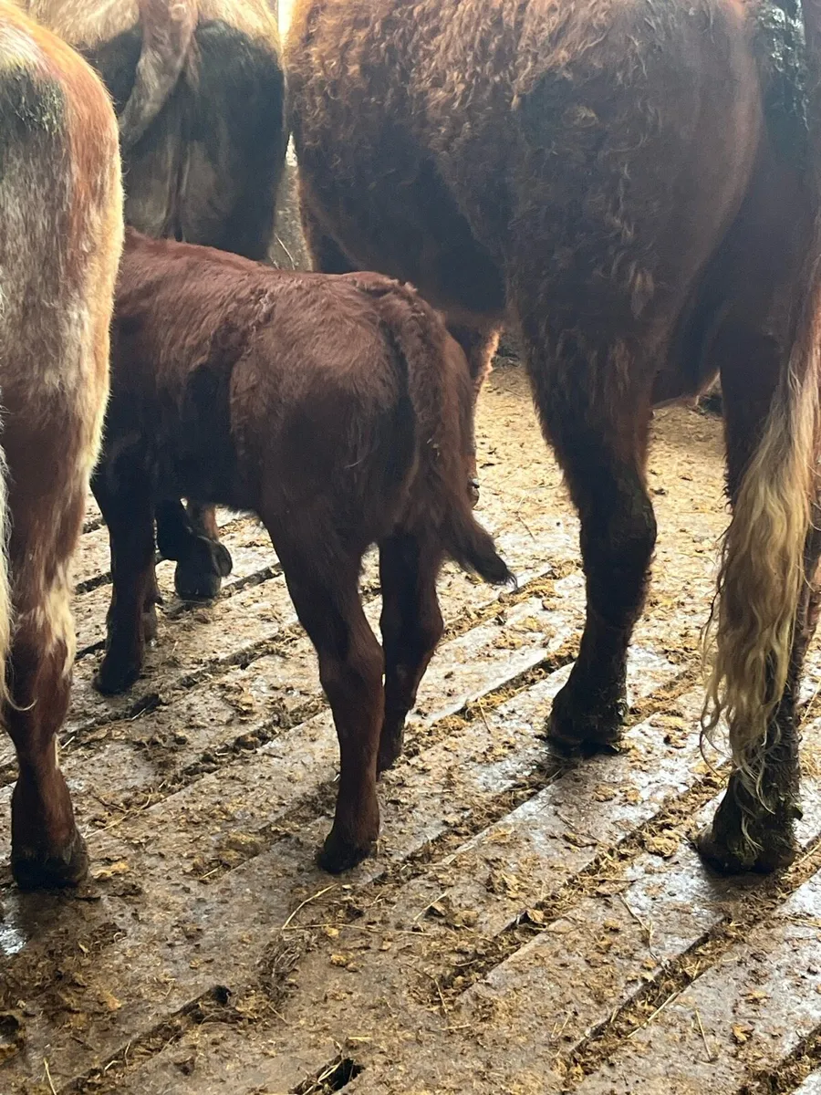 PBNR SALER & CALF - Image 3