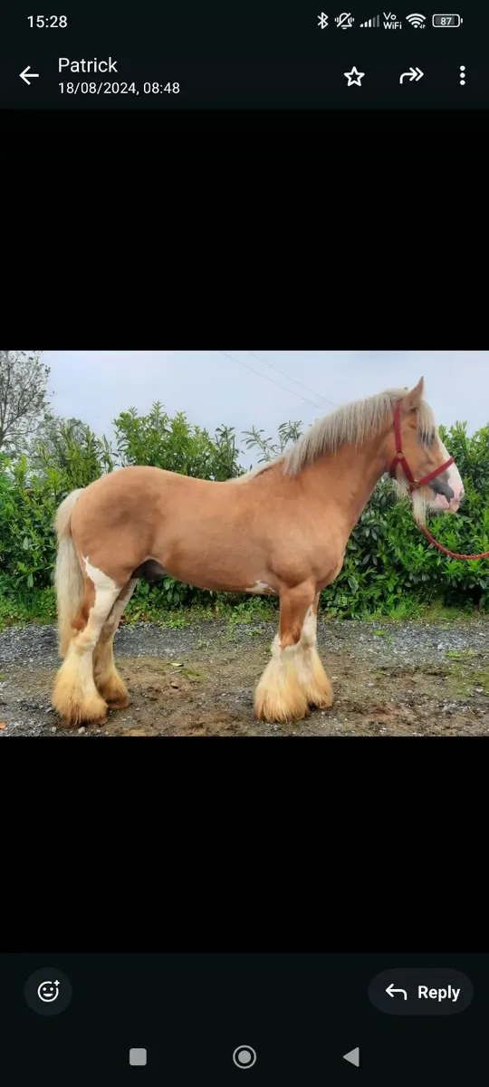 Mare - Image 4
