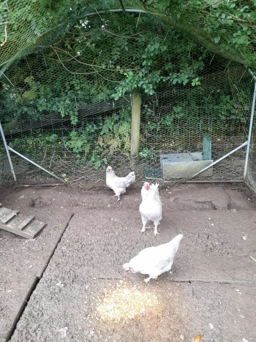 Trio of Lavender Anacura Chickens - Image 1