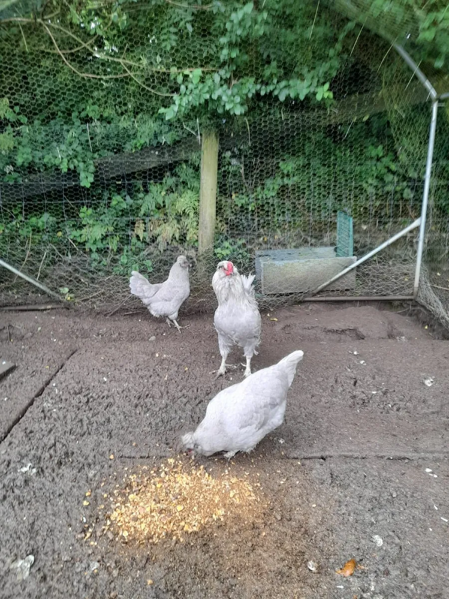 Trio of Lavender Anacura Chickens - Image 2