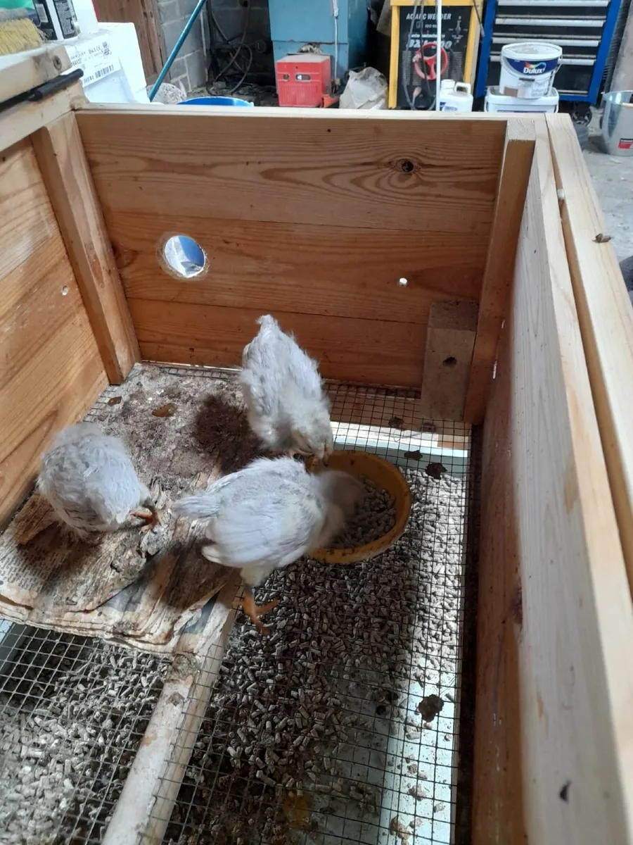 Trio of Lavender Anacura Chickens - Image 3