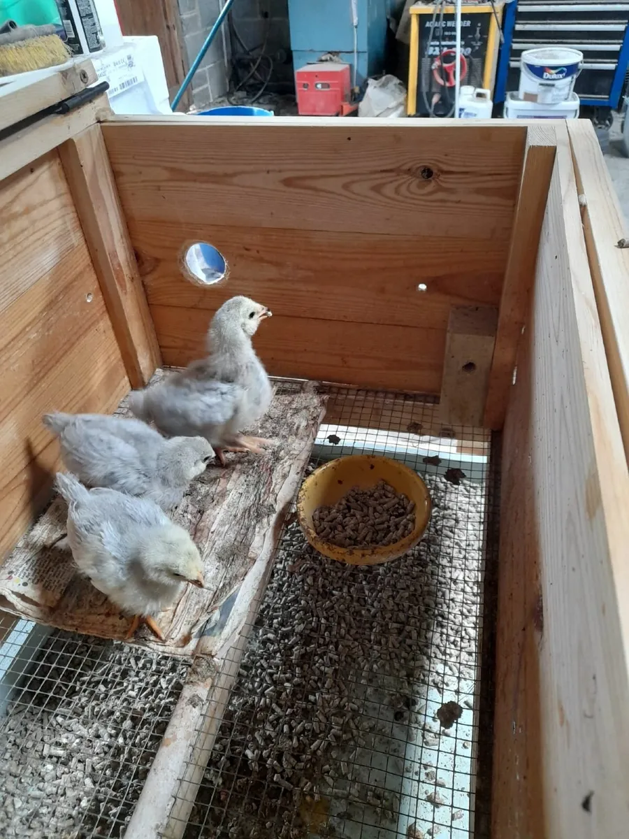 Trio of Lavender Anacura Chickens - Image 4