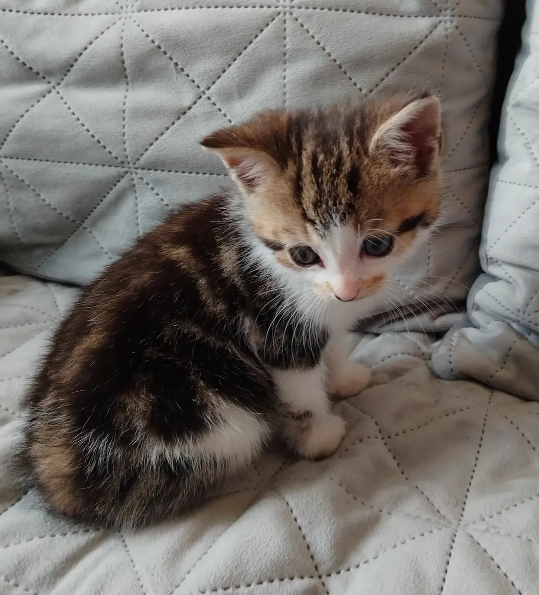 Kittens - Image 2