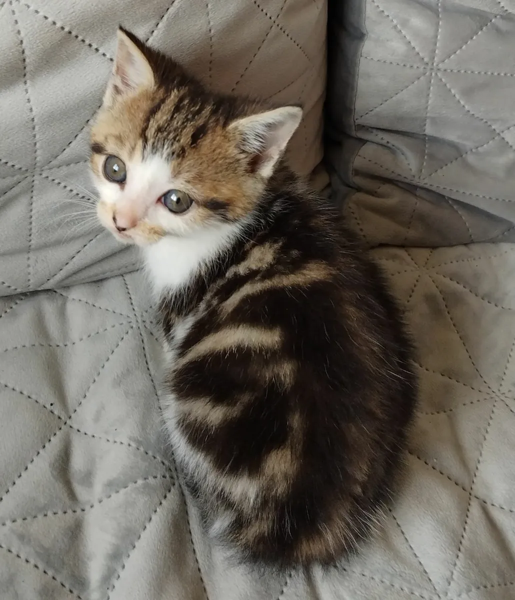 Kittens - Image 3