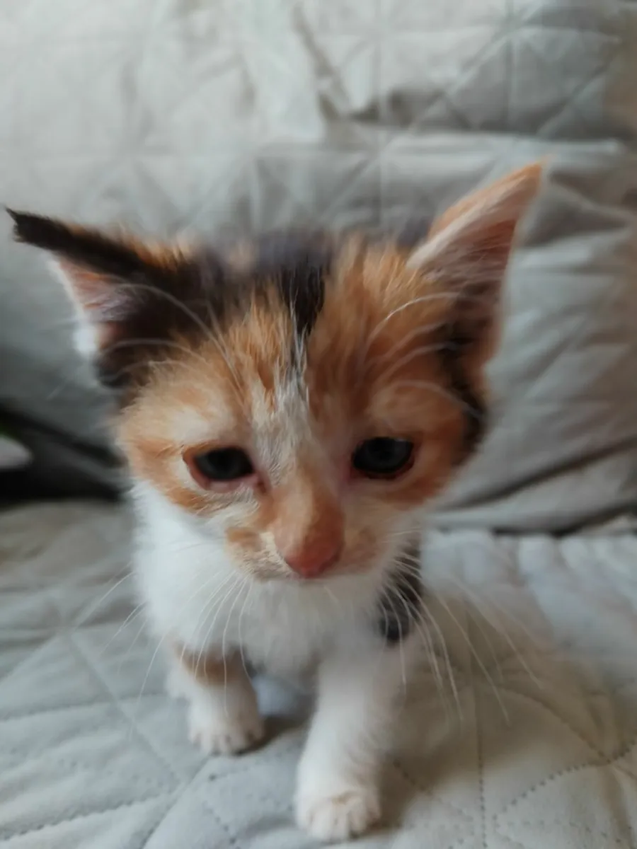 Kittens - Image 4