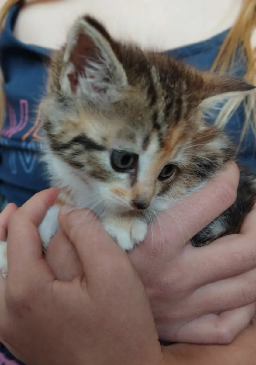 Kittens - Image 1