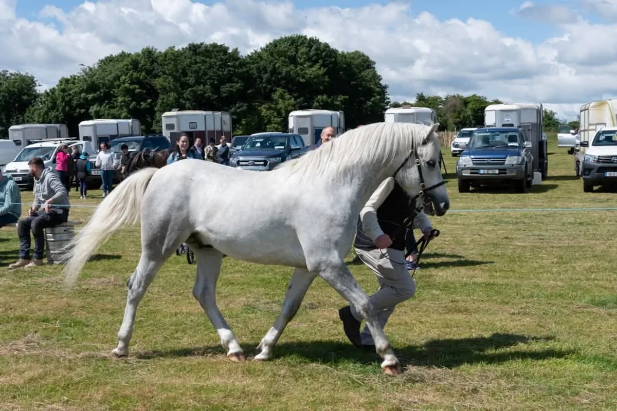 Class 1 Connemara stallion at stud - Image 2