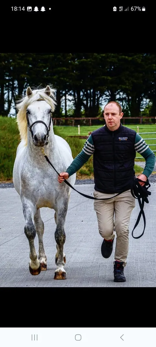 Class 1 Connemara stallion at stud - Image 3