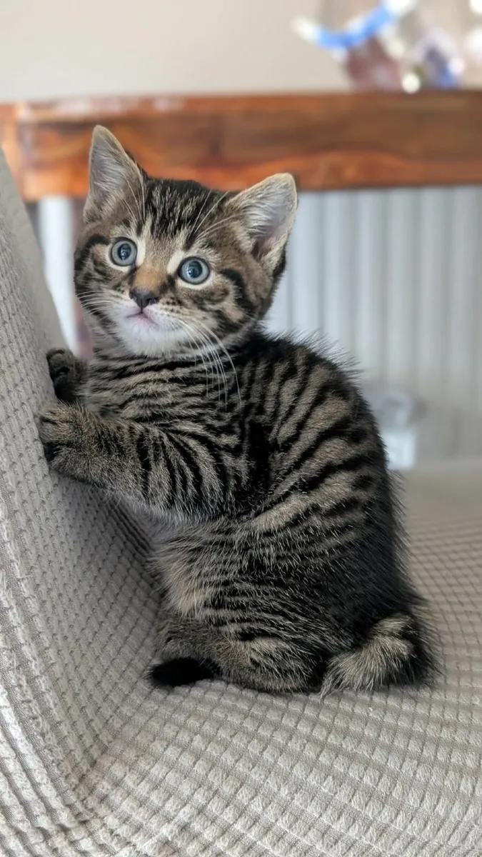 Half british kittens - Image 1