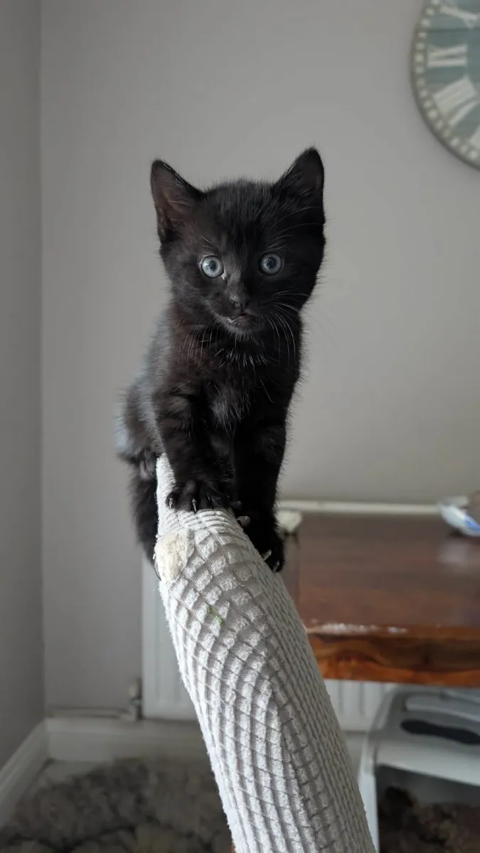 Half british kittens - Image 2