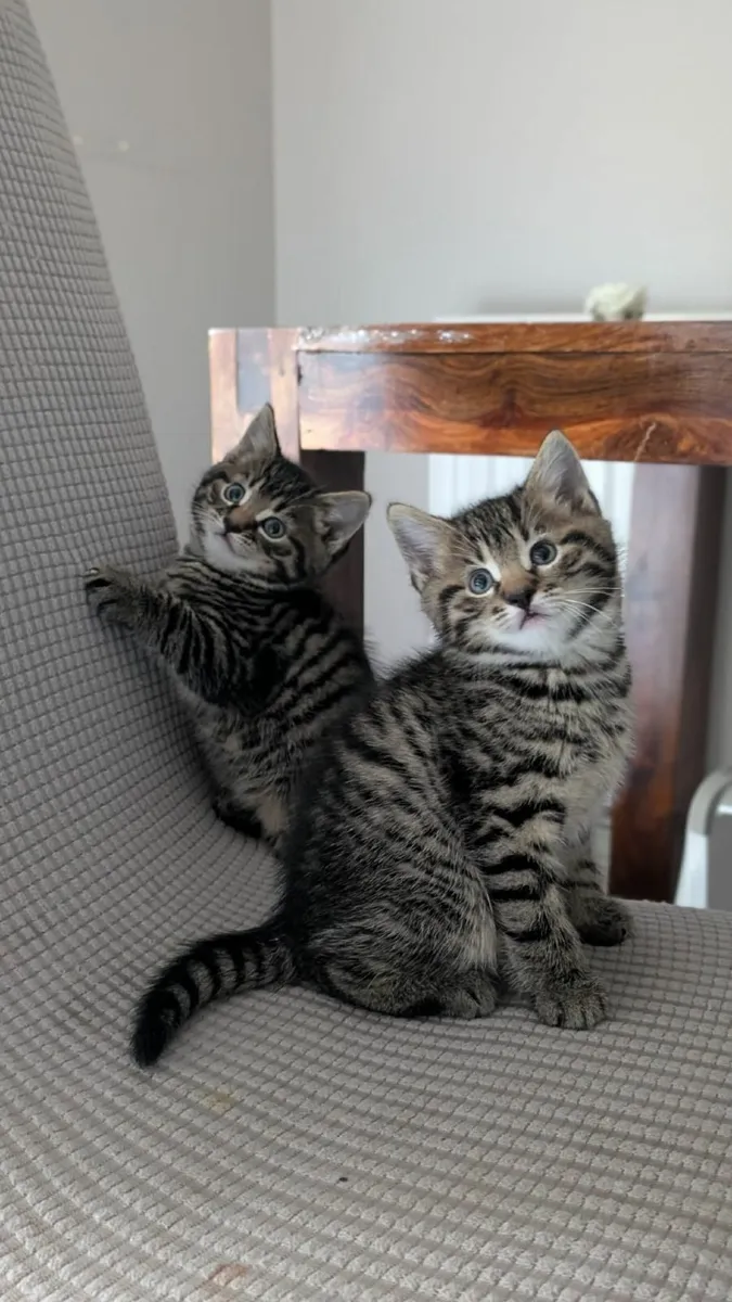 Half british kittens - Image 3