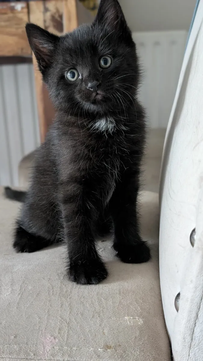 Half british kittens - Image 4