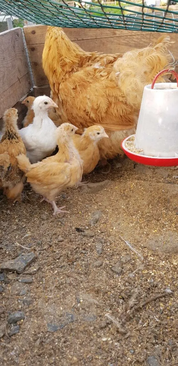 Purebred chicks and growers - Image 3