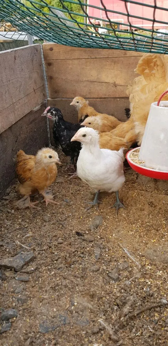 Purebred chicks and growers - Image 1