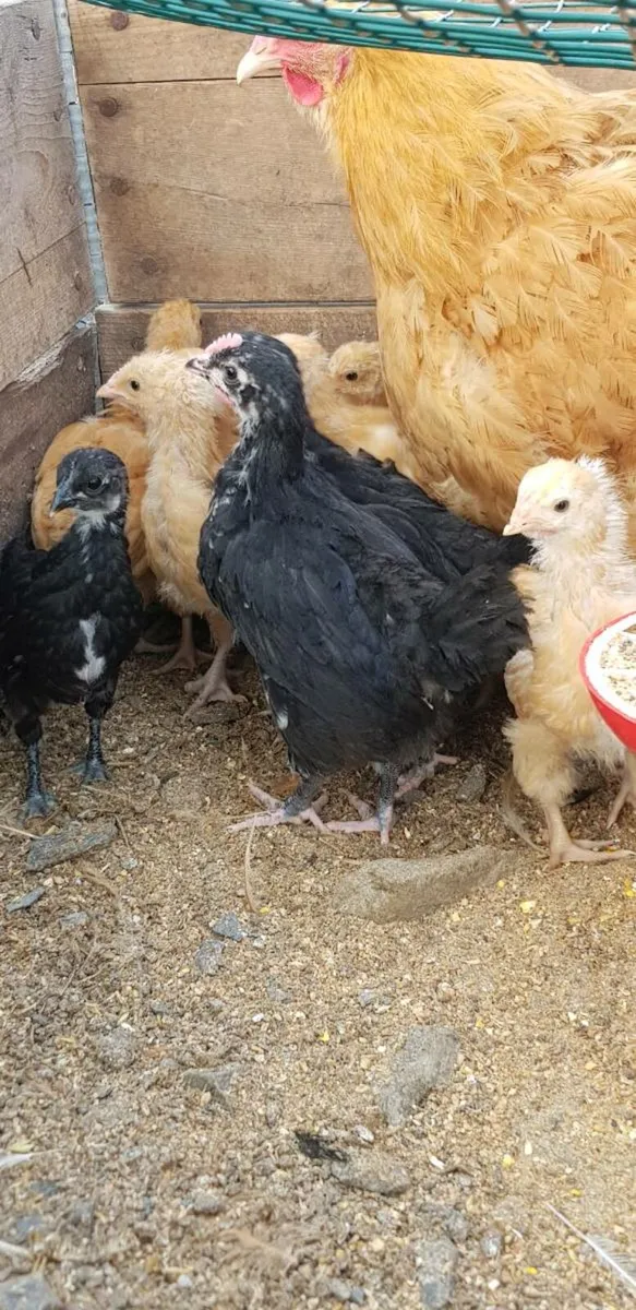 Purebred chicks and growers - Image 2
