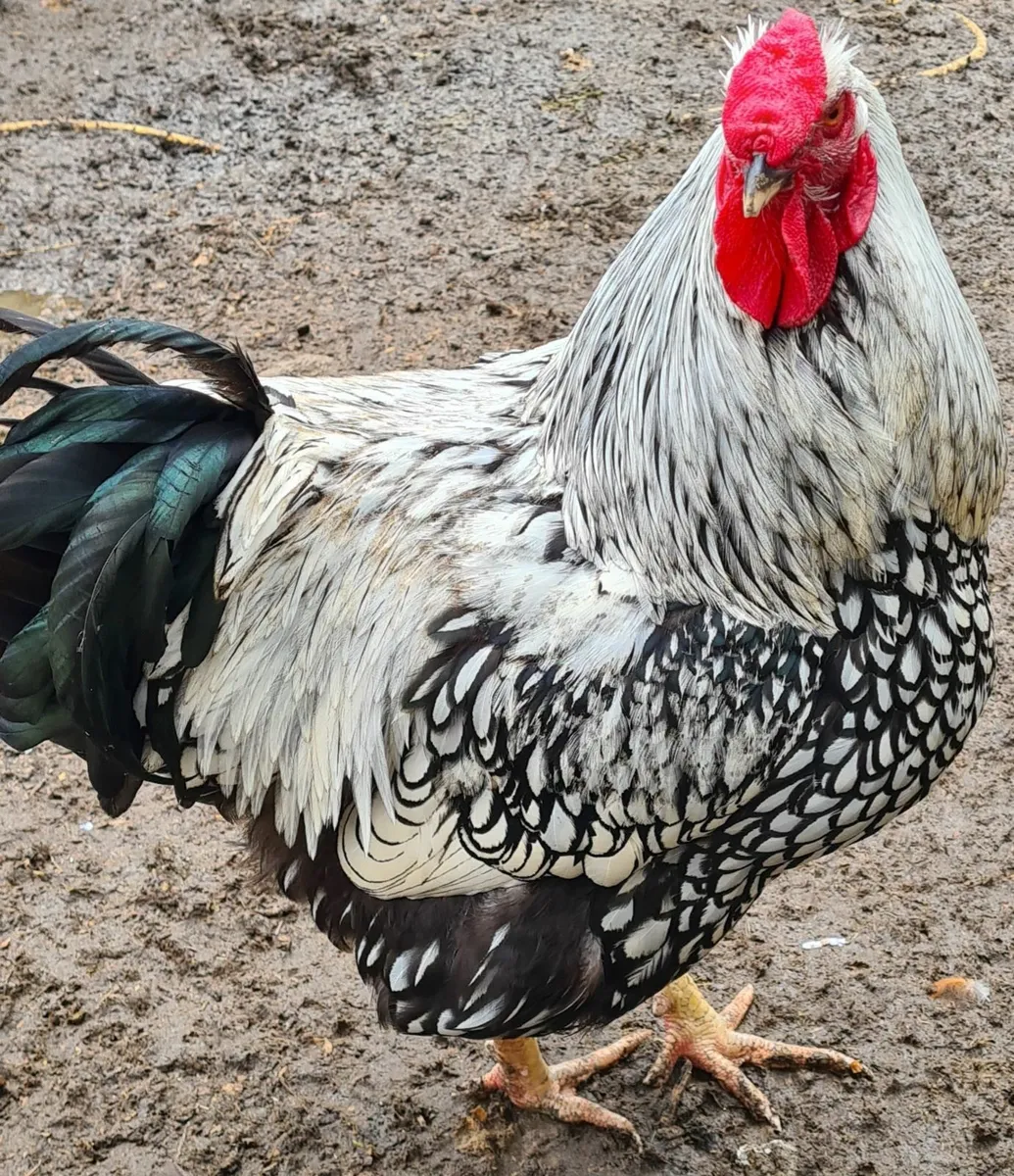 Silver laced rooster & call ducks drakes for sale - Image 1