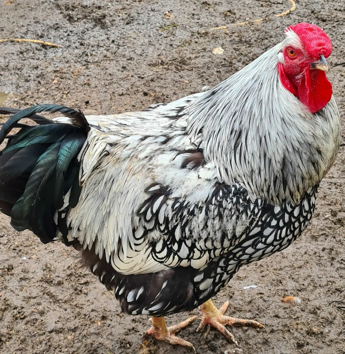 Silver laced rooster & call ducks drakes for sale - Image 2