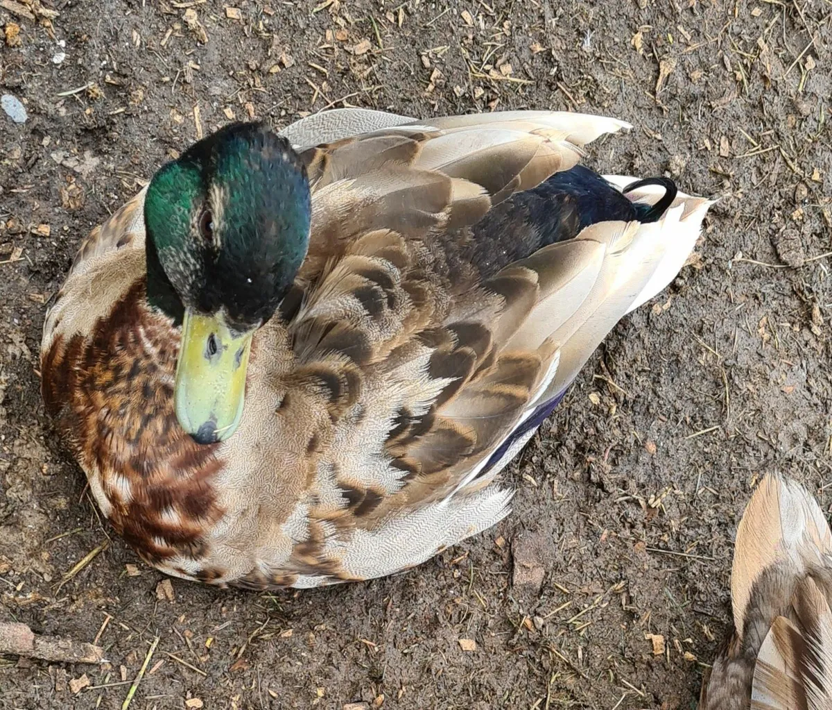 Silver laced rooster & call ducks drakes for sale - Image 3