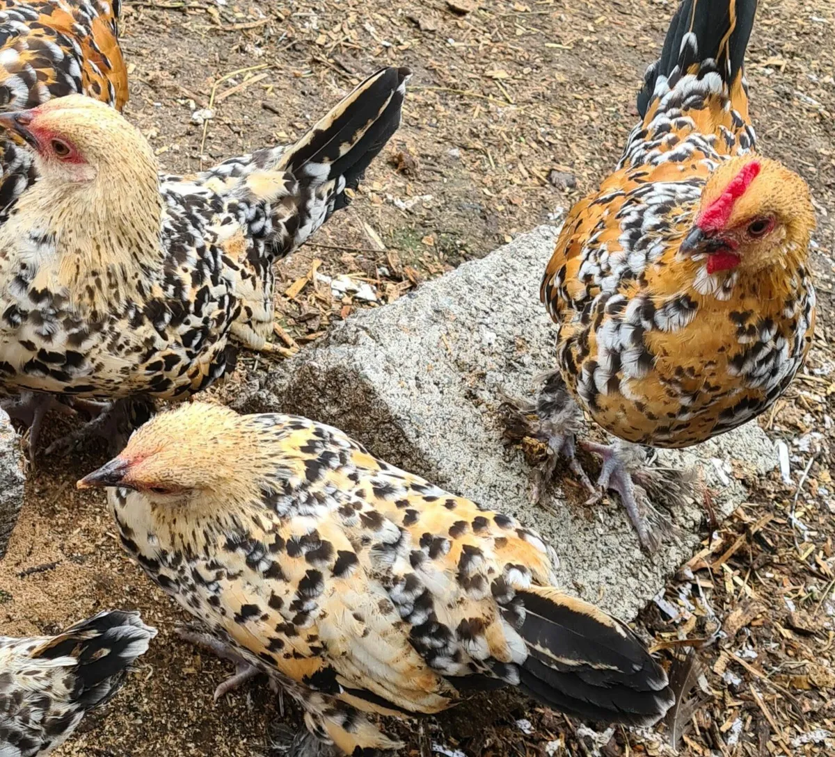 Silver laced rooster & call ducks drakes for sale - Image 4