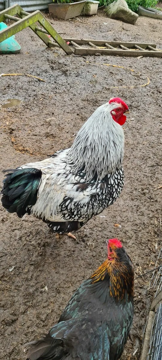 Silver laced rooster for sale - Image 3